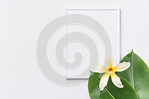 White frame mockup with beautiful big green ficus leaves tropical flower. Organic Cosmetics Wellness spa body care concept