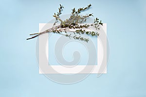 White frame with plant on blue paper background