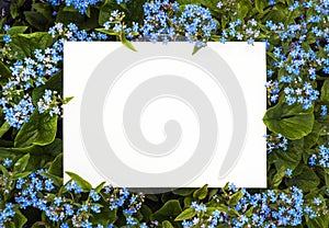 Summer frame of blue flowers photo