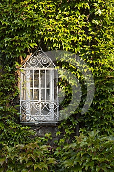 Window overgrown by lush green ivy