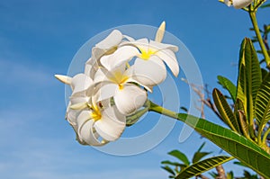 White frangipani