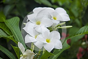 White Frangipani flower