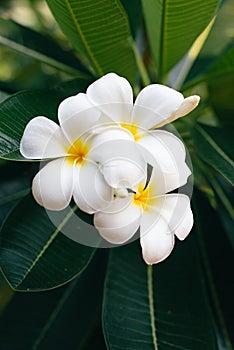 White frangipani flowers