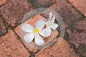 White Frangipani flowers on the floor