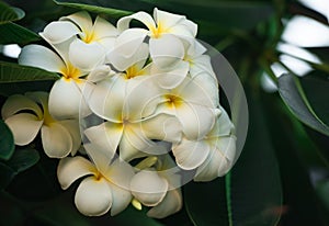 White frangipani flowers in the garden.