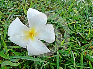 White Frangipani flowers or Plumeria, Temple Tree, Graveyard Tree fall on green grass with dew