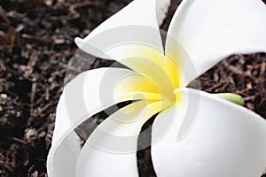 White frangipani on ground.