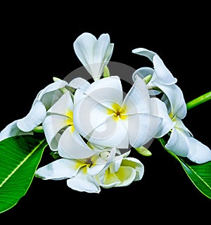 White frangipani isolated on black background