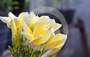 White frangipani with nature bokeh background, growth during sunny day