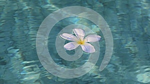 White frangipani or Plumeria flower floating on the reflecting blue water surface
