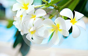 White frangipani by the pool