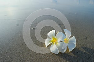 White frangipani on the surface of the sand.