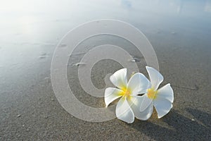 White frangipani on the surface of the sand.
