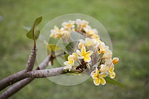 White frangipani tropical flower, plumeria flower