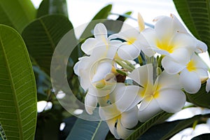 White frangipani tropical flower, plumeria flower blooming on tree, spa flower