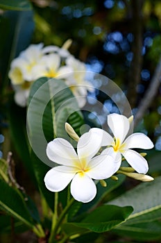 White frangipanis on a tree