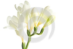 White Freesia