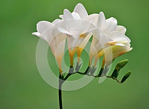 White freesia