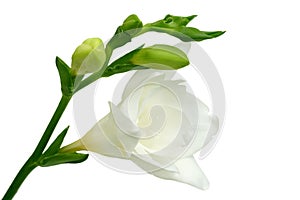 White freesia photo