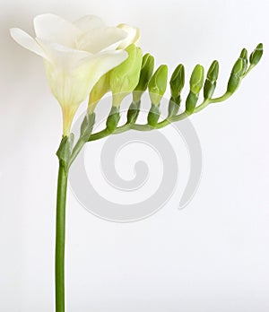 White freesia photo