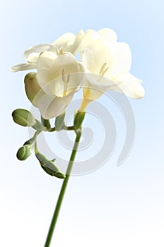 White Freesia photo