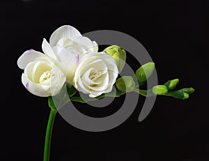 White freesia