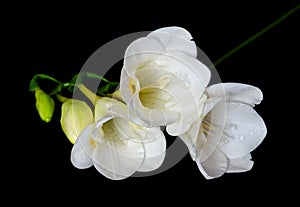 White Freesia on Black Background photo