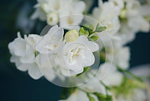 White Freesia Bouquet of Flowers on Black Background. close up.