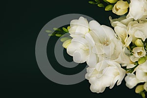 White Freesia Bouquet of Flowers on Black Background. Copy Space. close up.
