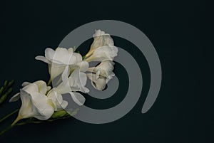 White Freesia Bouquet of Flowers on Black Background. Copy Space. close up.