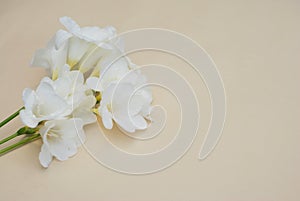 White Freesia Bunch of Flowers Isoalted on Ivory Neutral Background with Copy Space. Top View. Summer, Spring, Wedding