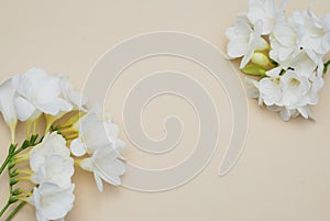 White Freesia Bunch of Flowers Isoalted on Ivory Neutral Background with Copy Space. Top View. Summer, Spring, Wedding Flowers. photo