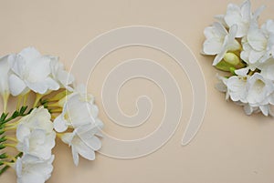 White Freesia Bunch of Flowers Isoalted on Ivory Neutral Background with Copy Space. Top View. Summer, Spring, Wedding Flowers.