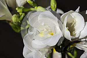 White freesia close up