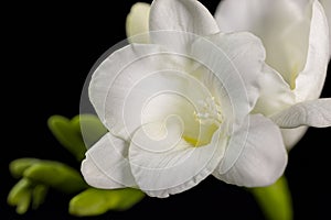 White freesia flower, macro isolated against a black background. The branch of freesia with flowers, buds