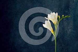 White freesia flower over dark background