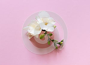 White freesia flower on the pink background close up.