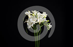 White freesia flowers on black background