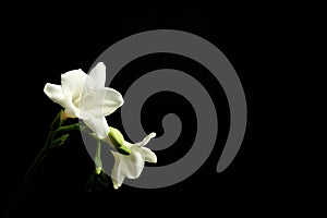 White freesia flowers on black background. Space for text