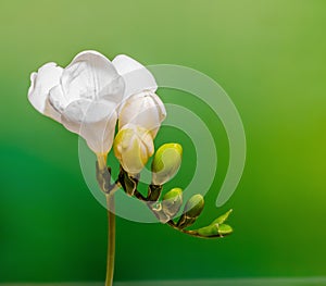 White freesia flowers, close up, green gradient background