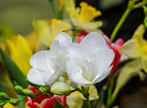 White freesia flowers, close up, yellow vegetal background photo