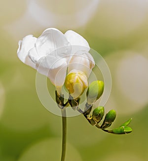 White freesia flowers, close up, yellow White freesia flowers, close up, green bokeh background