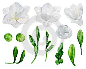 White freesia flowers vector