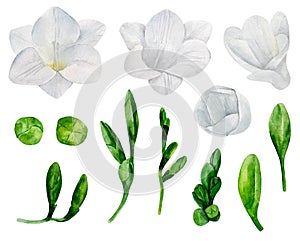 White freesia flowers vector photo