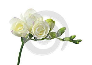 White freesia