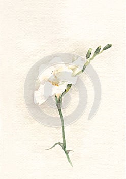 White freesia watercolor painting