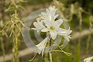 White Freesias primarily signify light, purity, and clarity of thought