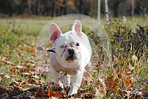 White french bulldog in autumn park