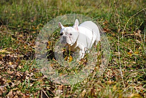 White french bulldog in autumn park