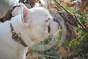 White french bulldog in autumn park